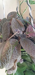 Episcia cupreata