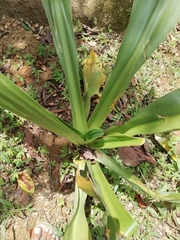 Furcraea