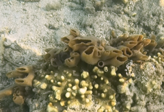 Porifera