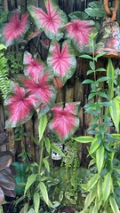 Caladium bicolor