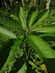 Cordia alliodora