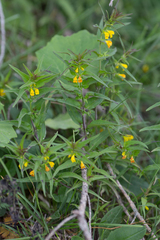 Melampyrum sylvaticum