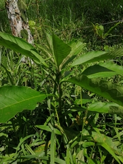 Cordia alliodora
