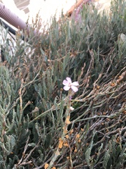 Limoniastrum monopetalum