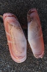 Solecurtus strigilatus