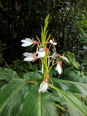 Hedychium spicatum