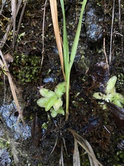 Pinguicula macroceras