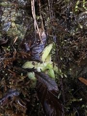 Pinguicula macroceras