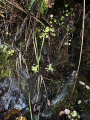 Pinguicula macroceras