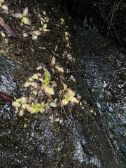 Pinguicula macroceras