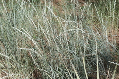 Thinopyrum intermedium