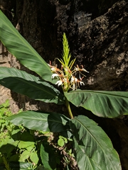 Hedychium spicatum
