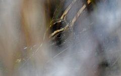 Lymnocryptes minimus