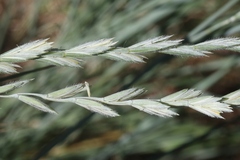 Thinopyrum intermedium