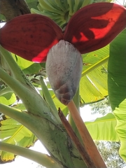 Musa × paradisiaca