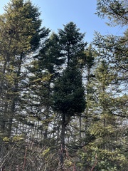 Arceuthobium pusillum