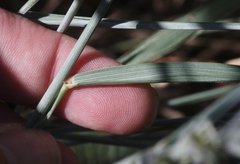 Thinopyrum intermedium