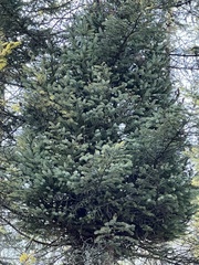 Arceuthobium pusillum