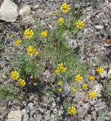 Helenium amarum amarum
