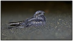 Caprimulgus rufigena