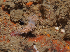 Coryphella