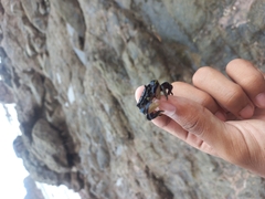 Pachygrapsus socius