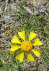 Helenium amarum amarum