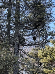 Arceuthobium pusillum