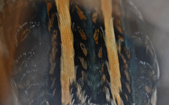 Lymnocryptes minimus