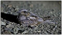 Caprimulgus rufigena