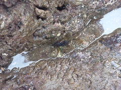 Pachygrapsus socius