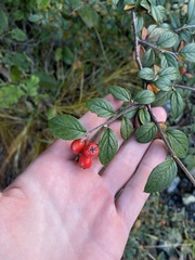 Cotoneaster franchetii