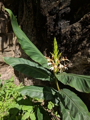 Hedychium spicatum
