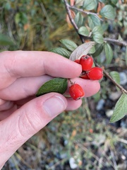 Cotoneaster franchetii