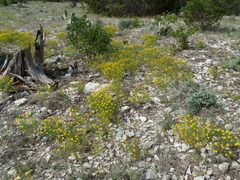 Helenium amarum amarum