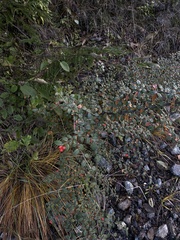 Cotoneaster franchetii