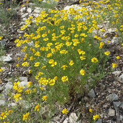 Helenium amarum amarum