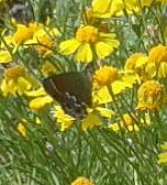 Helenium amarum amarum