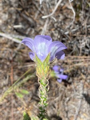 Roella ciliata