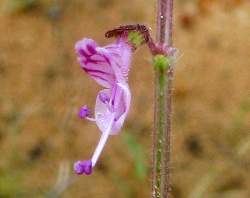 Syncolostemon canescens image