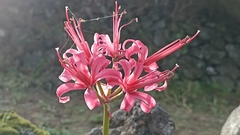 Nerine sarniensis