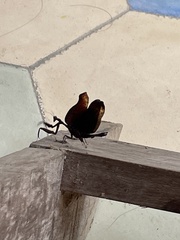 Schizomantodea