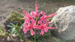 Nerine sarniensis
