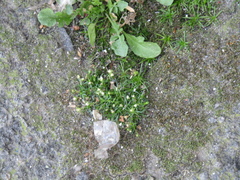 Sagina procumbens