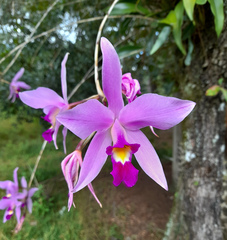 Laelia anceps