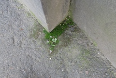 Sagina procumbens