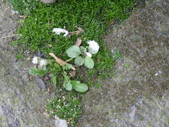 Sagina procumbens