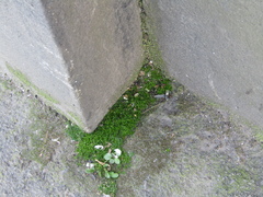 Sagina procumbens