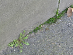Sagina procumbens