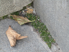 Sagina procumbens